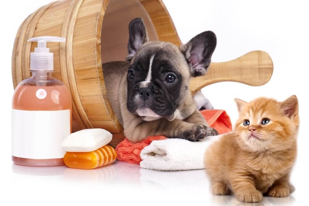 Pet Care