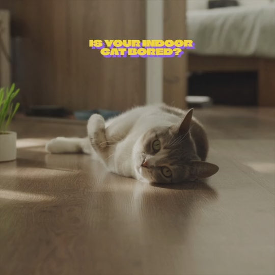 Enrichment Ideas for Indoor Cats | Printable Cat Enrichment Guide | DIY Toys, Play Routines, and Cat-Friendly Home Tips
